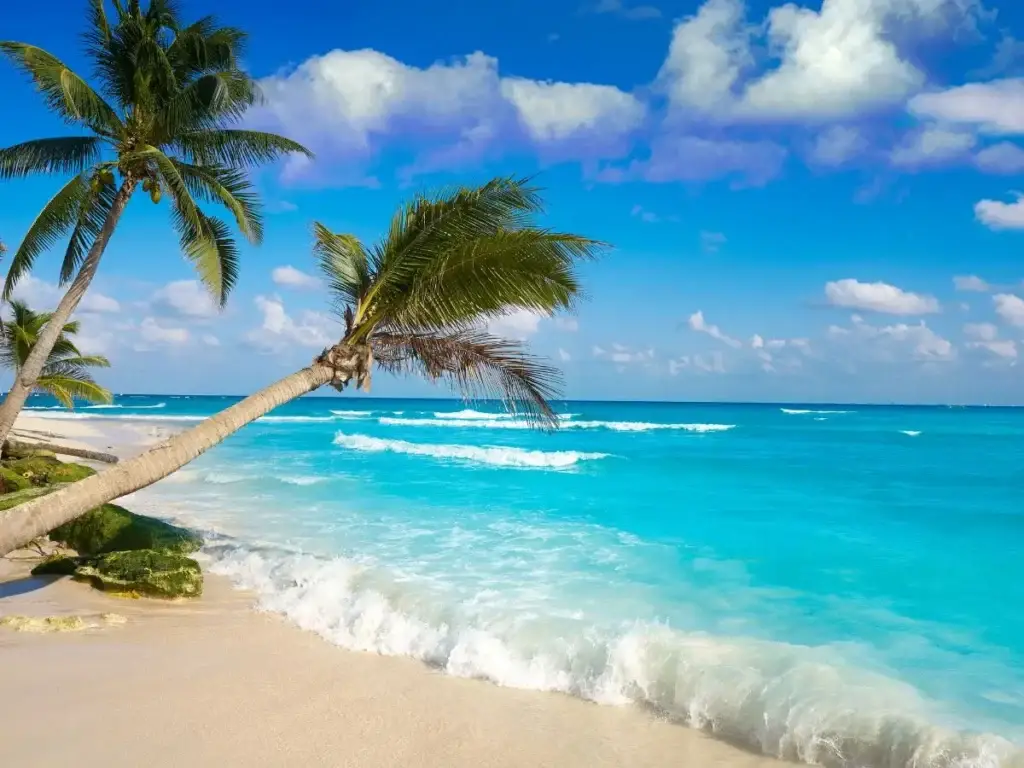 A tropical beach with palm trees and turquoise water.
