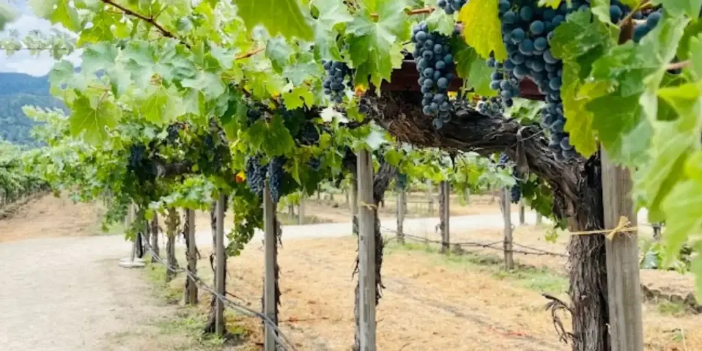 Grapes hanging from vines in a vineyard.