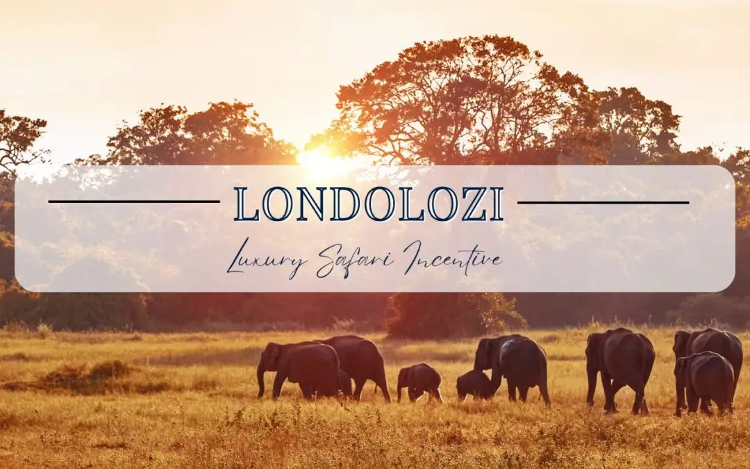 Londolozi: Luxury Safari Incentive