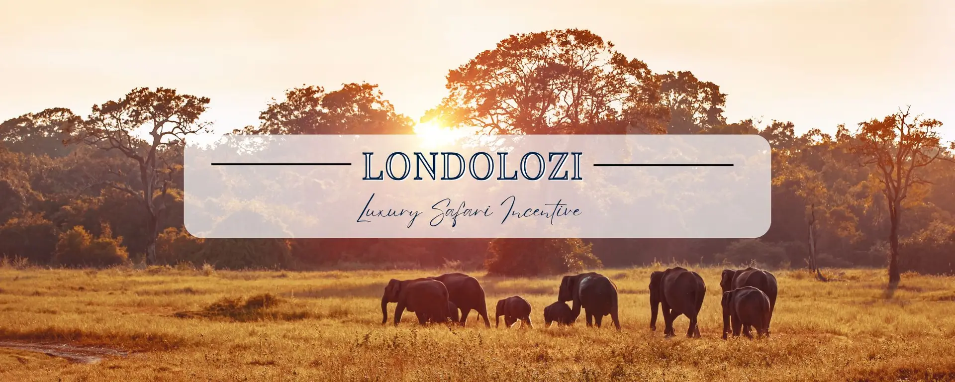 Londolozi: Luxury Safari Incentive